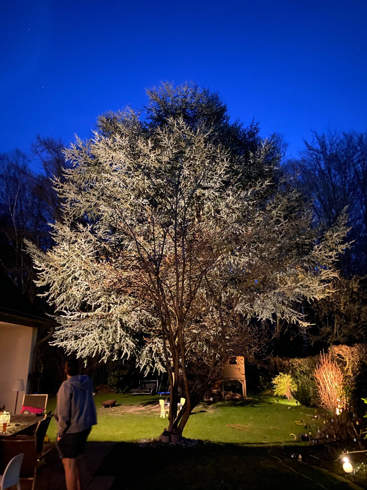 Beleuchteter Baum im Garten bei Nacht, mit klarem Himmel im Hintergrund.